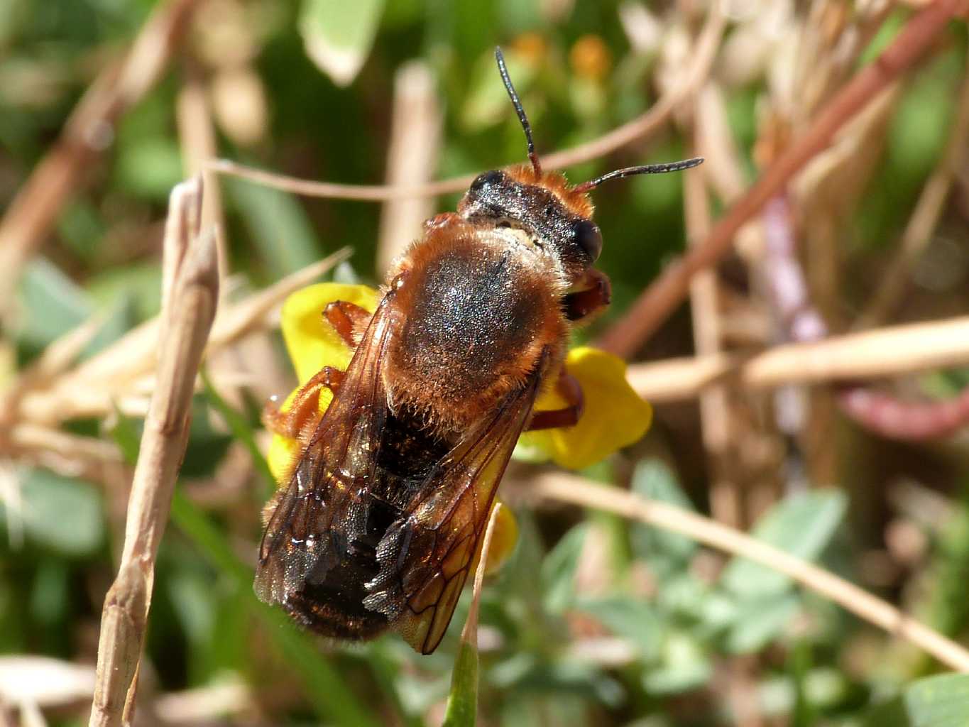 Vecchio Chalicodoma sicula?